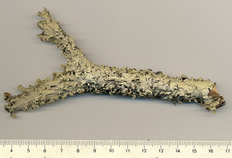 Parmotrema praesorediosum from Brazil, Paraná, Guaraqueçaba leg. C.G. Donha 1250 (UPCB)